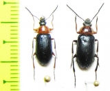 Heliotaurus ruficollis  Tunis - INSECTS-STORE.RU