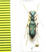 Physodeutera sp.  Madagascar   - INSECTS-STORE.RU