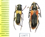 Crossidius pulchellus, pair  USA - INSECTS-STORE.RU