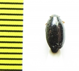 Gyrinus substriatus  Belorussia - INSECTS-STORE.RU