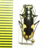 Hypaetha biramosa ssp.  Sri Lanka - INSECTS-STORE.RU