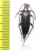 Macroleptura thoracica  Russia, Tver reg. - INSECTS-STORE.RU