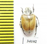 Pharaonus lederi  Tajikistan - INSECTS-STORE.RU