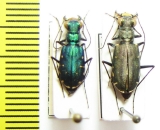 Cicindela ? punctulata  USA, NM - INSECTS-STORE.RU