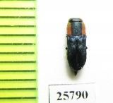 Anthaxia sp.  South Africa Rep. - INSECTS-STORE.RU