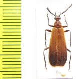 Pyrochroidae sp.  Malaysia - INSECTS-STORE.RU