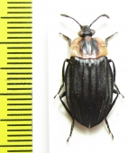 Silphidae sp.  Bolivia - INSECTS-STORE.RU