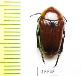 Leucocelis rubra  South Africa Rep. - INSECTS-STORE.RU