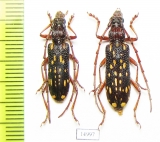 Xoanodera maculata  Laos - INSECTS-STORE.RU