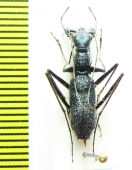 Pogonostoma rugosoglabrum  Madagascar - INSECTS-STORE.RU