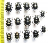 Lethrus nuratavicus, elisae, inermis, microbuccis, pygmaeus, bituberculatus, tuberculifrons - INSECTS-STORE.RU