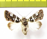 Noctuidae sp.  Laos - INSECTS-STORE.RU