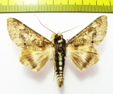 Sphingomorpha chlorea  Namibia - INSECTS-STORE.RU