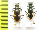 Hypaetha biramosa ssp.  Sri Lanka - INSECTS-STORE.RU