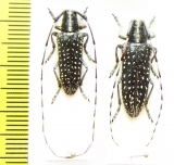 Agapanthia irrorata, pair  Spain - INSECTS-STORE.RU