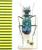 Cylindera versicolor  Indonesia, Sumatra - INSECTS-STORE.RU