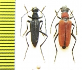 Anastrangalia dissimilis, pair  China, Gansu prov. - INSECTS-STORE.RU