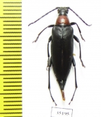 Macroleptura thoracica  Russia, Tver reg. - INSECTS-STORE.RU