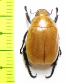 Spilota plagicollis  Korea - INSECTS-STORE.RU