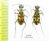 Cephalota zarudniana, pair  Iran, Sistan prov. - INSECTS-STORE.RU
