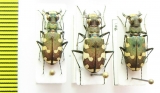 Cicindela transbaicalica  Russia, Far East - INSECTS-STORE.RU