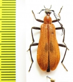 Pyrochroidae sp.  Vietnam - INSECTS-STORE.RU