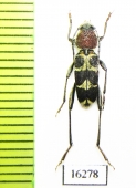 Xylotrechus sp.  Laos - INSECTS-STORE.RU