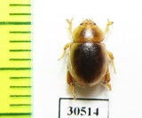 Tenebrionidae sp.  New Zealand - INSECTS-STORE.RU