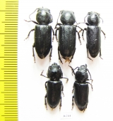 Spondylus buprestoides  Russia, Tver reg. - INSECTS-STORE.RU