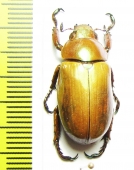 Rutelinae sp.  Mexico - INSECTS-STORE.RU