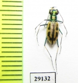 Hypaetha copulata, male  Iran, Sistan prov. - INSECTS-STORE.RU