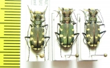 Cicindela transbaicalica  Russia, Far East - INSECTS-STORE.RU