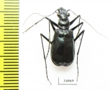 Oxycheila sp.  Ecuador - INSECTS-STORE.RU