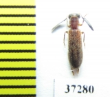 Cleridae sp.  South Africa Rep. - INSECTS-STORE.RU