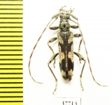 Cerambycidae sp.  South Africa Rep. - INSECTS-STORE.RU