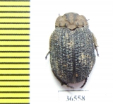 Trogidae sp.  Namibia - INSECTS-STORE.RU