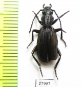 Triaenogenius sp.  Angola - INSECTS-STORE.RU