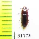 Zopheridae sp.  Peru - INSECTS-STORE.RU