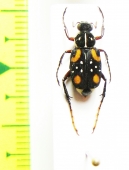 Paratrichius sp.  Laos - INSECTS-STORE.RU