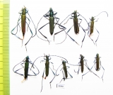 Cerambycidae sp.  Thailand - INSECTS-STORE.RU