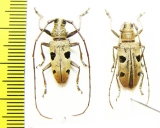 Cerambycidae sp., pair  Indonesia, Sulawesi - INSECTS-STORE.RU