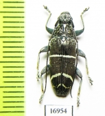 Tmesisternus trivittatus  Indonesia, Wokam isl. - INSECTS-STORE.RU