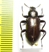 Tenebrionidae sp.  Myanmar - INSECTS-STORE.RU