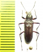 Tenebrionidae sp.  Malaysia, Borneo - INSECTS-STORE.RU