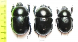 Geotrupes stercorarius, pair  Russia, Tver reg. - INSECTS-STORE.RU