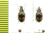 Carabidae sp.  Vietnam - INSECTS-STORE.RU