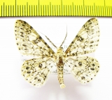 Geometridae sp.  Indonesia, Sumatra - INSECTS-STORE.RU