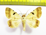 Noctuidae sp.  Namibia - INSECTS-STORE.RU