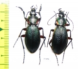 Carabus (Morphocarabus) hummeli tristiculus, pair  Russia, Far East - INSECTS-STORE.RU