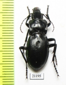 Pseudotaphoxenus sp.  Russia, Irkutsk reg. - INSECTS-STORE.RU